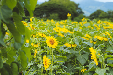 Obraz na płótnie Canvas Sunflowers on the farm, North Shore of Oahu, Hawaii