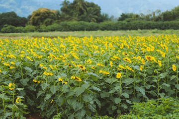 Sunflowers on the farm, North Shore of Oahu, Hawaii