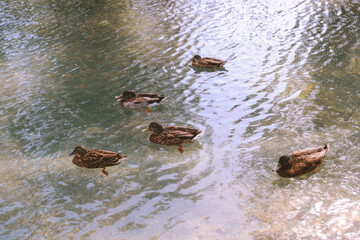Ducks in the pond，Kapiʻolani Regional Park， WAIKIKI, Honolulu, Oahu, Hawaii
