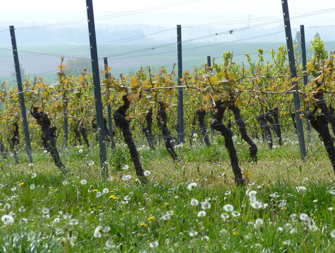 Vineyard In Spring, Vinegrowing District Of Rhinehesse, Near Spiesheim, Rhineland-Palatinate, Germany