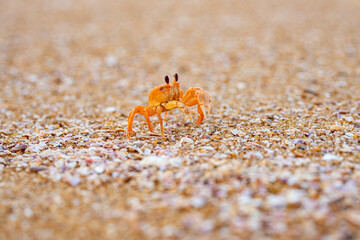 sea food crab © Artmarkus