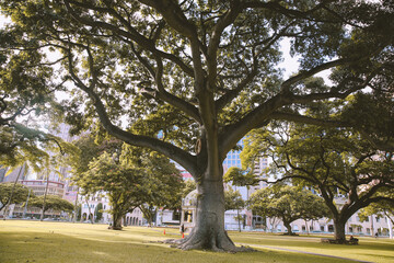 tree at Iolani Palace, Oahu, Hawaii
