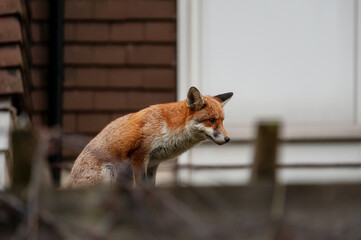 Red fox (Vulpes vulpes) wandering on top of brick wall spiked with broken glass during his early morning visit in residential gardens in north London, UK.