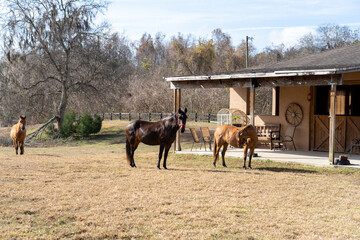 Horses on Ranch 