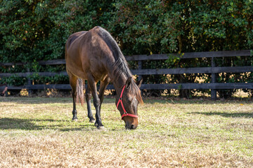 Dark Horse grazing on farm