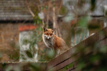 Red fox (Vulpes vulpes) wandering on top of brick wall spiked with broken glass during his early morning visit in residential gardens in north London, UK.