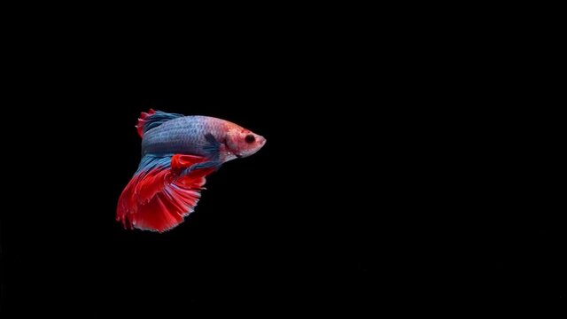Siamese fighting fish (Betta splendens)
