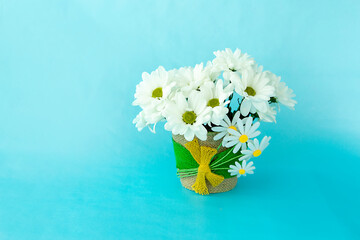 white flowers, chrysanthemums, in a decorative pot on a blue plain background, background for congratulations on  holidays