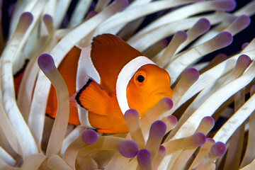 Underwater world of tropical seas - anemone and anemone fish - Clown fish - Amphiprion ocellaris....