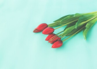 red tulips in a bouquet on a blue solid background