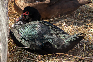 Young Green and Black Muscovy Female Duck Lying On Hay