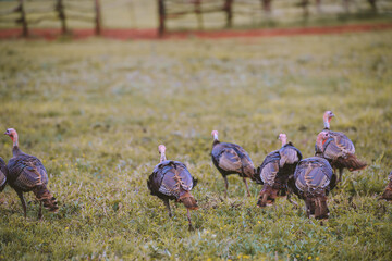 Turkey in the ranch, Lanai island, Hawaii