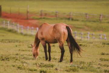 Horse in the ranch, Lanai island, Hawaii
