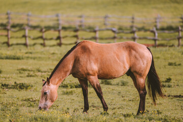 Horse in the ranch, Lanai island, Hawaii
