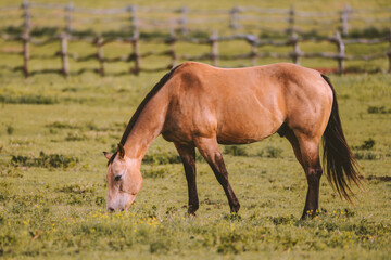 Obraz na płótnie Canvas Horse in the ranch, Lanai island, Hawaii 