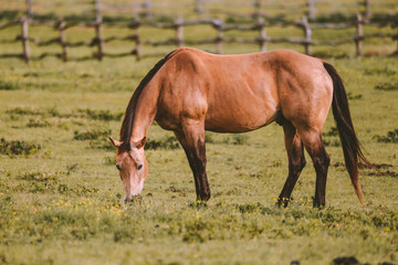 Naklejka na ściany i meble Horse in the ranch, Lanai island, Hawaii 