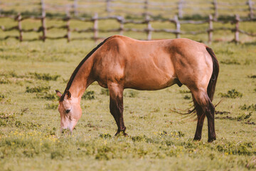 Horse in the ranch, Lanai island, Hawaii
