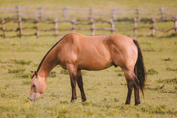 Naklejka na ściany i meble Horse in the ranch, Lanai island, Hawaii 