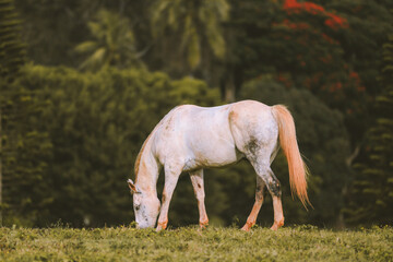 Horse in the ranch, Lanai island, Hawaii
