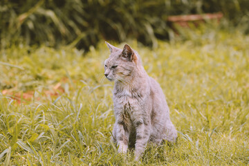 Lanai Cat Sanctuary, Hawaii
