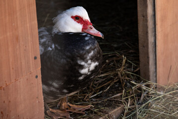 White and Black Speckled Muscovy Female Duck Standing in the Doorway of Pen