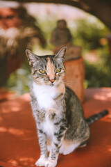 Lanai Cat Sanctuary, Hawaii
