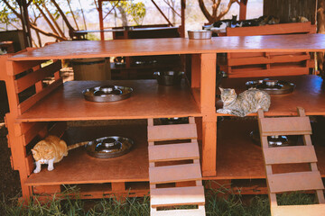 Lanai Cat Sanctuary, Hawaii
- 403916302