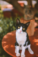 Lanai Cat Sanctuary, Hawaii
