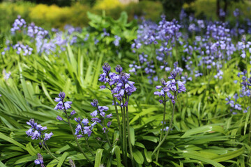 Purple Flower