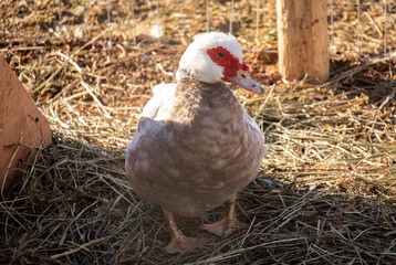 White and Brown Muscovy Female Duck Standing in the Hay in a Pen