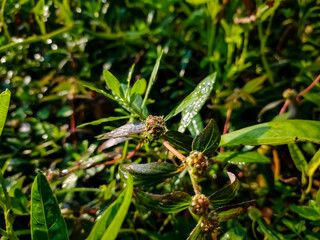 Euphorbia hirta is a pantropical weed, possibly native to India. It is a hairy herb that grows in open grasslands, roadsides and pathways. It is used in traditional herbal medicine.