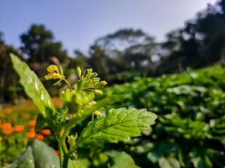 The mustard plant is a plant species in the genera Brassica and Sinapis in the family Brassicaceae. Mustard seed is used as a spice.