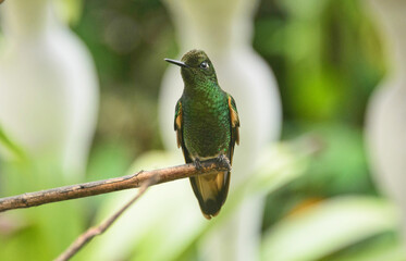 Fawn-breasted brilliant hummingbird (Heliodoxa rubinoides), Bellavista Cloud Forest Reserve, Mindo, Ecuador 