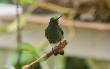 Fawn-breasted brilliant hummingbird (Heliodoxa rubinoides), Bellavista Cloud Forest Reserve, Mindo, Ecuador 