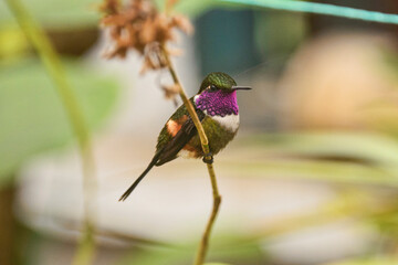 Purple-throated woodstar hummingbird (Philodice mitchellii), Bellavista Cloud Forest Reserve, Mindo, Ecuador