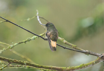 Fawn-breasted brilliant hummingbird (Heliodoxa rubinoides), Bellavista Cloud Forest Reserve, Mindo, Ecuador 