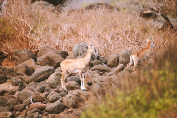 Deer  in Lanai island, Hawaii