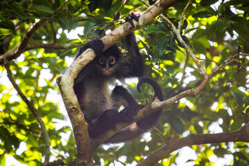 Cute adorable spider monkey close up natural habitat in jungle