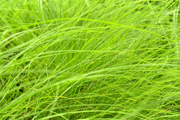 Green grass field, Blurred background