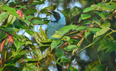 masked flowerpiercer (Diglossa cyanea) adult male, Bellavista, Mindo, Ecuador 