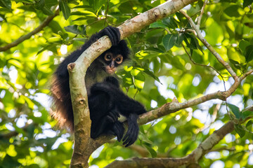Cute adorable spider monkey close up natural habitat in jungle