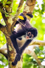 Cute adorable spider monkey close up natural habitat in jungle