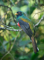 Masked trogon (Trogon personatus), Bellavista Cloud Forest Reserve, Mindo, Ecuador