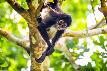 Cute adorable spider monkey close up natural habitat in jungle