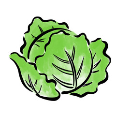 レタス　イラスト　筆　水彩　手描き
