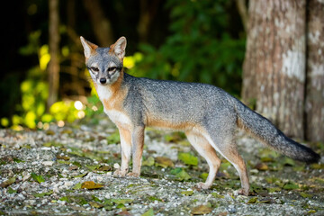 Cute looking gray fox isolated full size portrait - Powered by Adobe