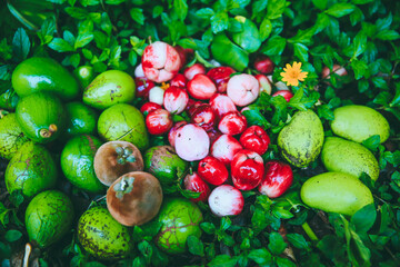 Wild fruits in the forest, Honolulu, Oahu, Hawaii