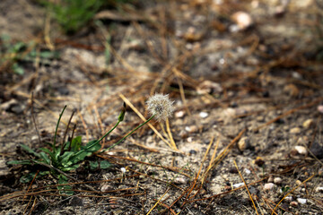 Close-up Forest Floor