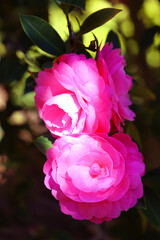 Close-up Pink Flora