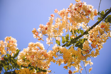  rainbow shower tree, oahu, hawaii